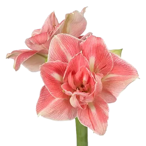 Amaryllis rosa Lovely Nymph