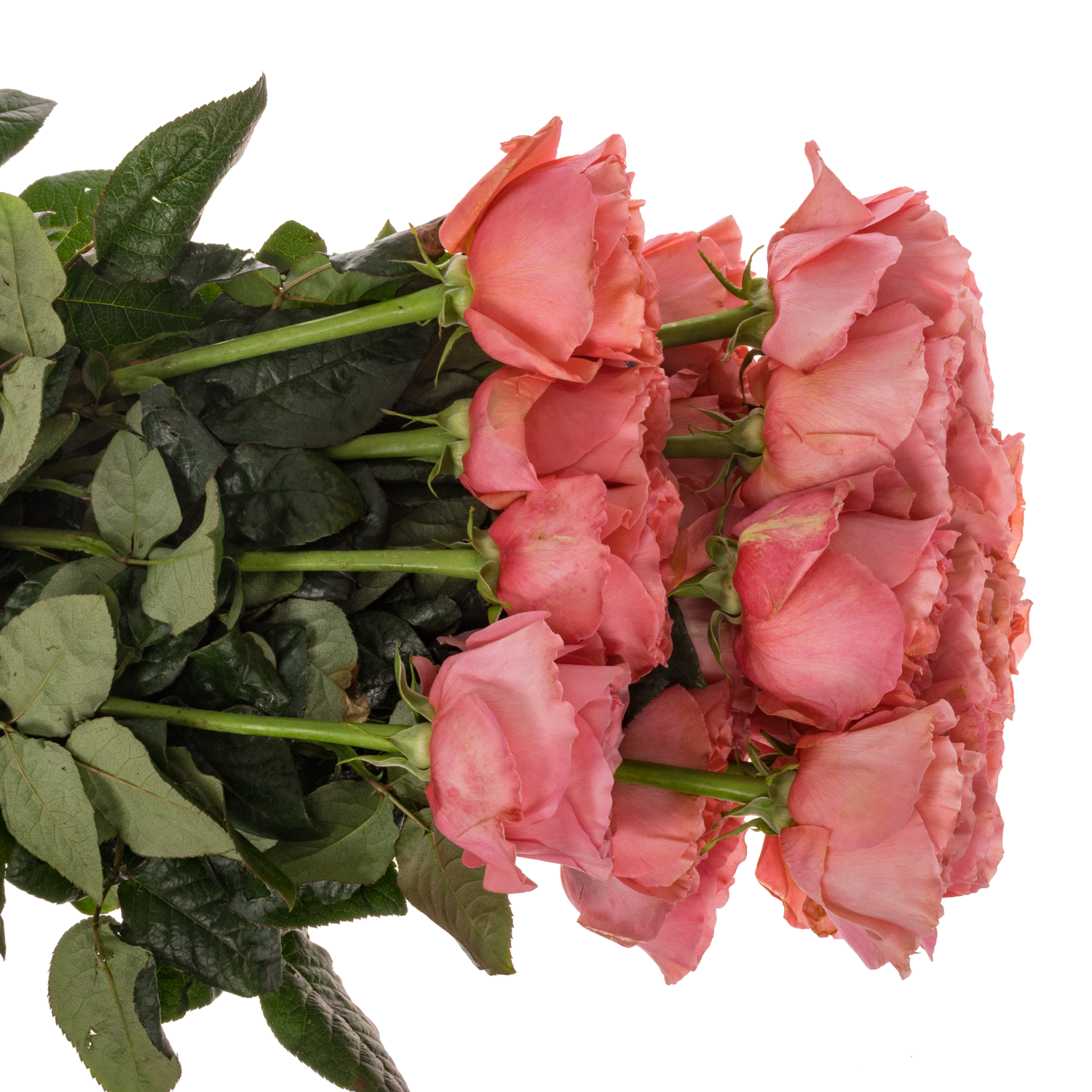 Rose rosa Candy X-Pression (Ec) 70cm