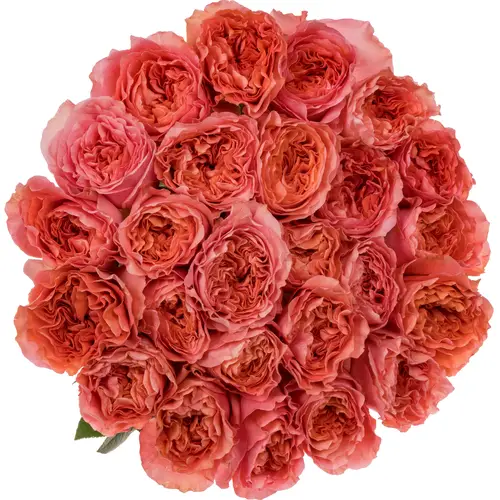 Rose rosa Candy X-Pression (Ec) 70cm