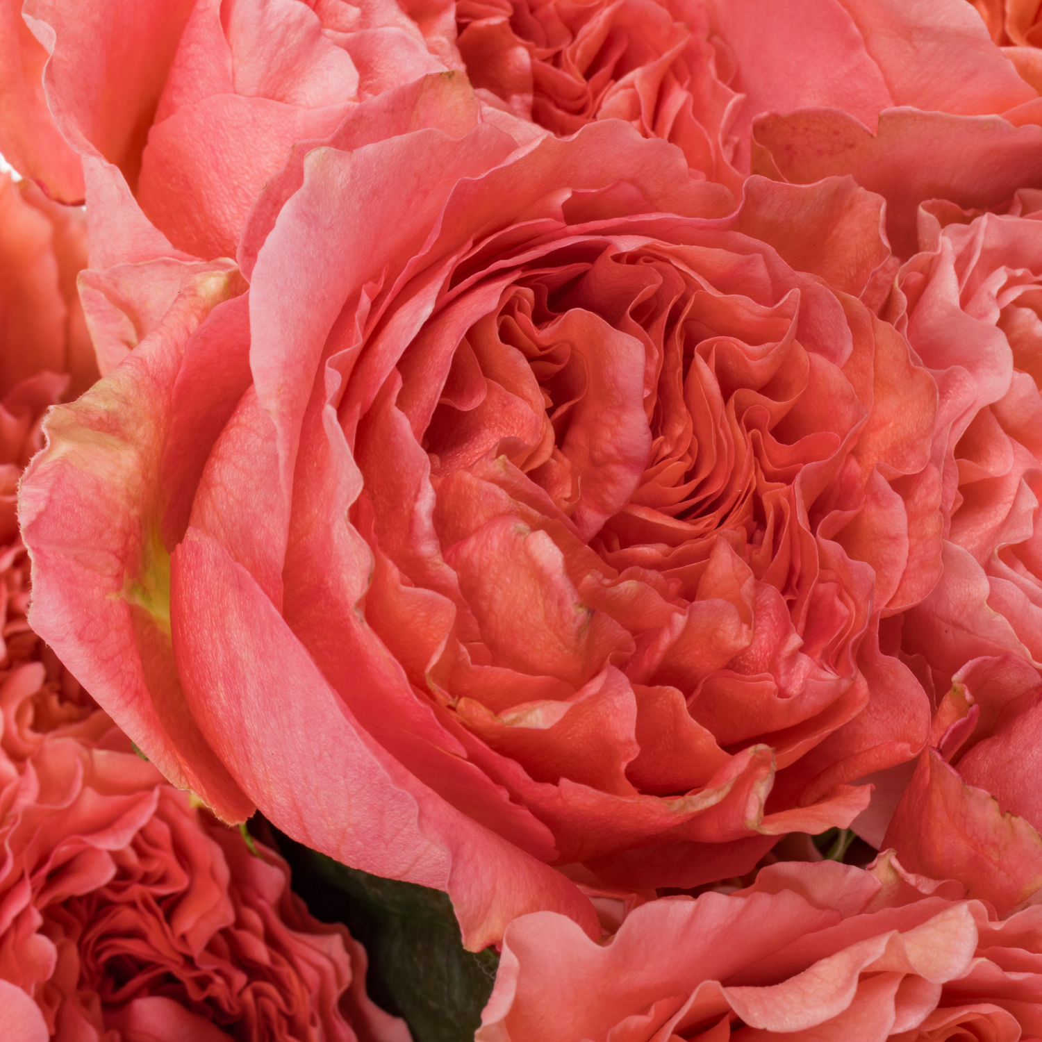 Rose rosa Candy X-Pression (Ec) 70cm