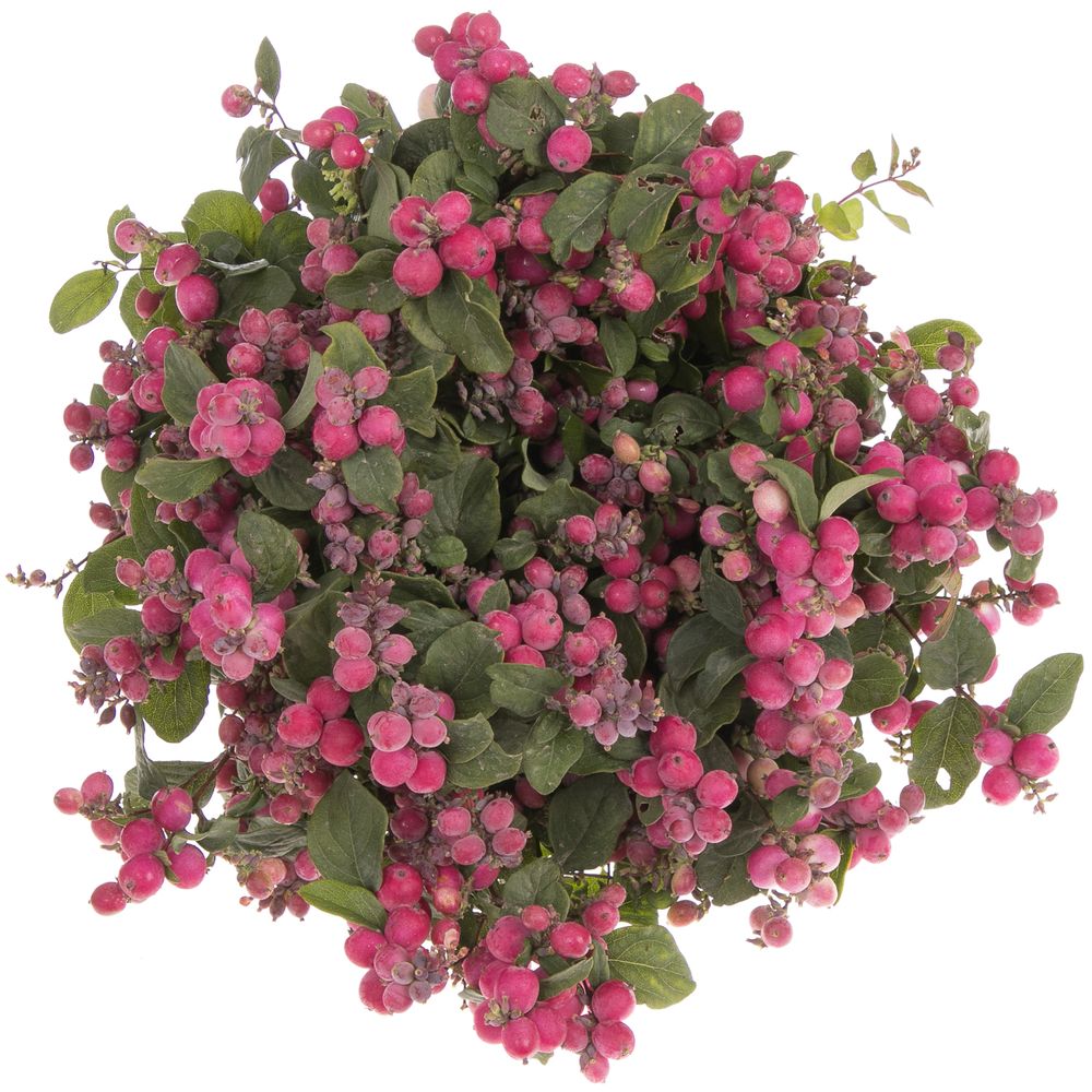 Schneebeere rosa Temptation 40cm