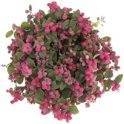 Schneebeere rosa Temptation 40cm
