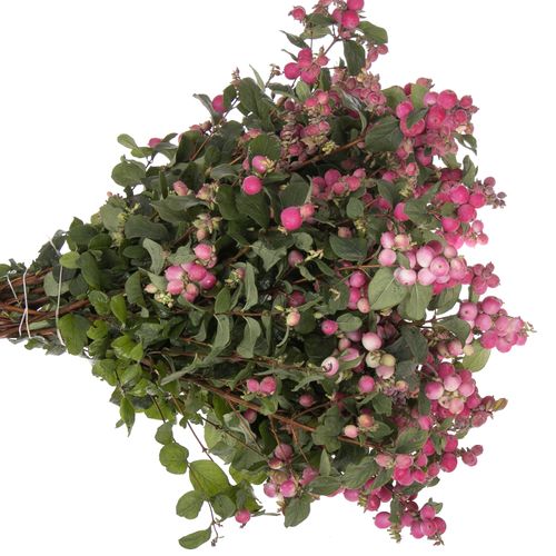 Schneebeere rosa Temptation 40cm