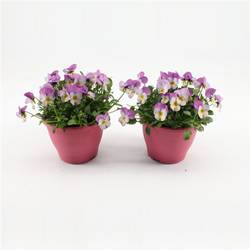 Hornveil.pink/weiss T14 H015