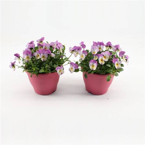 Hornveil.pink/weiss T14 H015