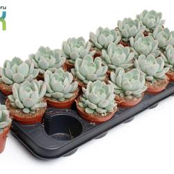 Echeveria Secunda T08,5 H010