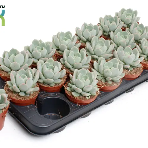 Echeveria Secunda T08,5 H010