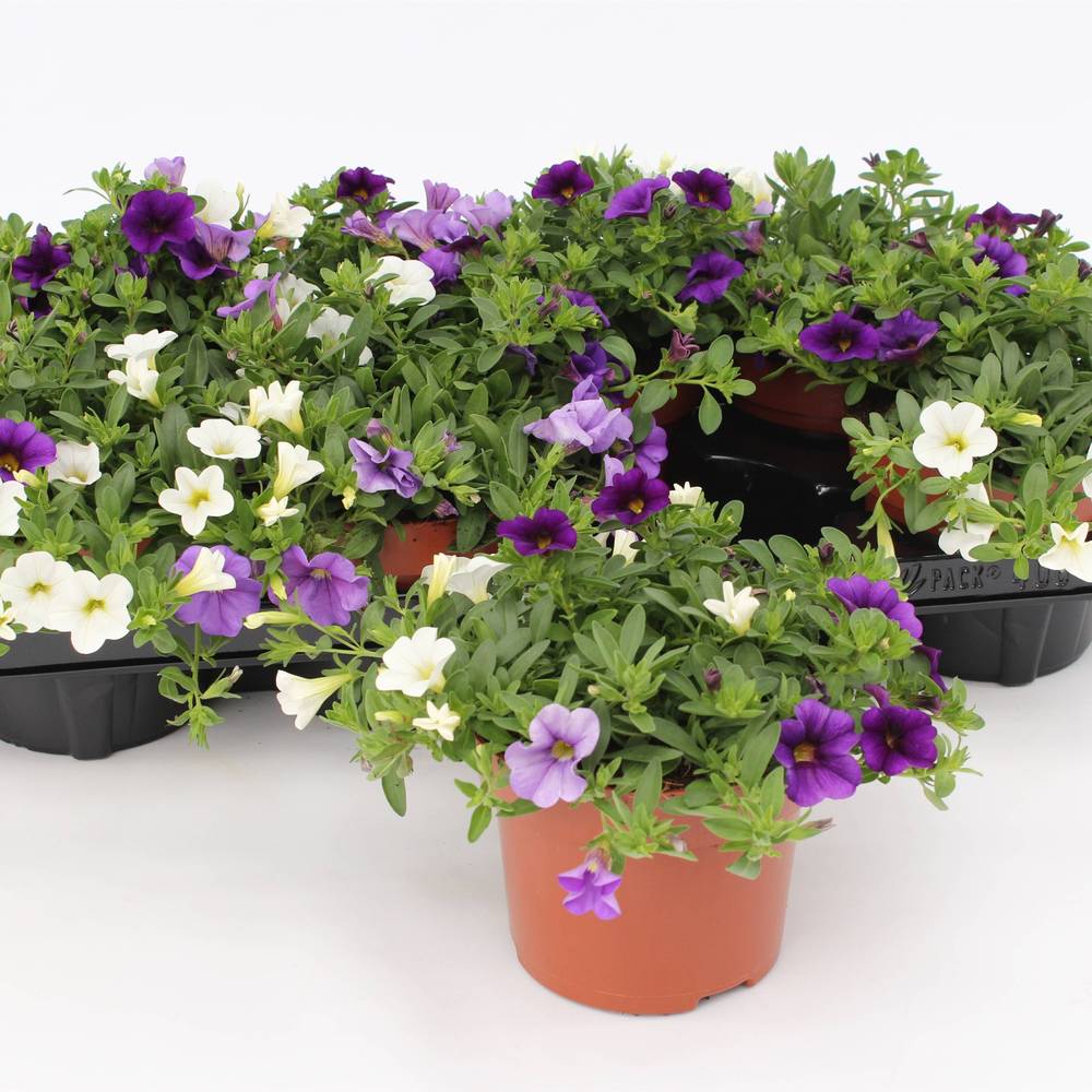 Calibrachoa Trio blau/weiss/hblau T13 H15