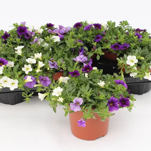 Calibrachoa Trio blau/weiss/hblau T13 H15