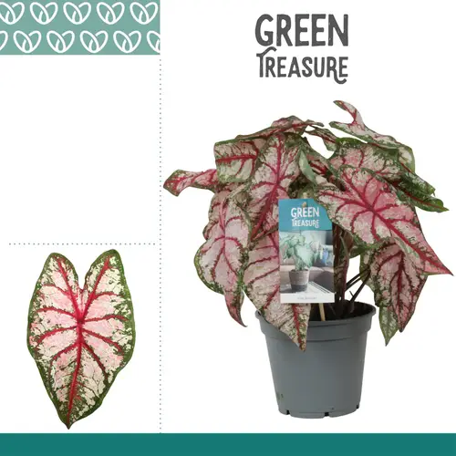 Caladium Bicolor grün/rot T17 H40