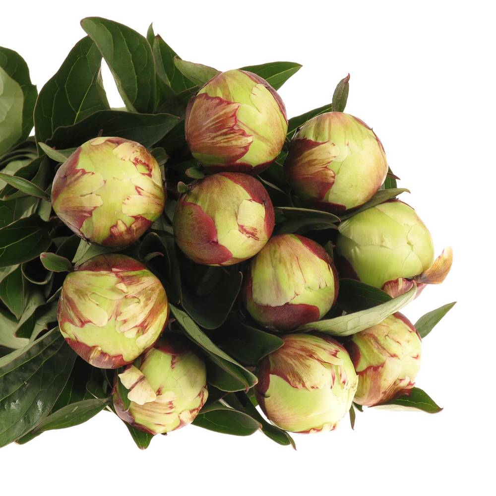 Pfingstrose rosa/weiss gefüllt Elsa 40cm