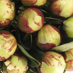 Pfingstrose rosa/weiss gefüllt Elsa 40cm