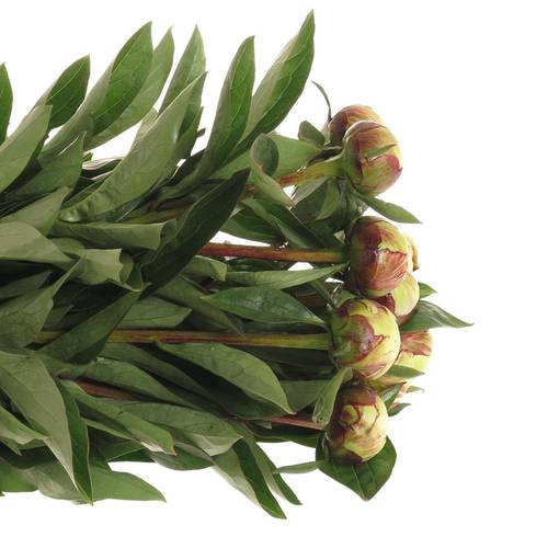 Pfingstrose rosa/weiss gefüllt Elsa 40cm