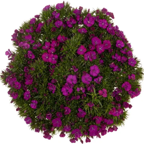 Bartnelke fuchsia Neon Purple 40cm