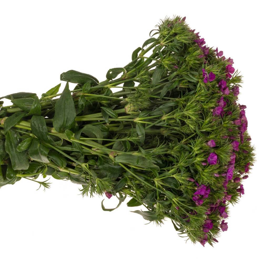 Bartnelke fuchsia Neon Purple 40cm