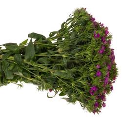 Bartnelke fuchsia Neon Purple 40cm