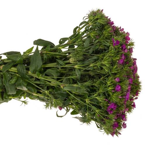 Bartnelke fuchsia Neon Purple 40cm