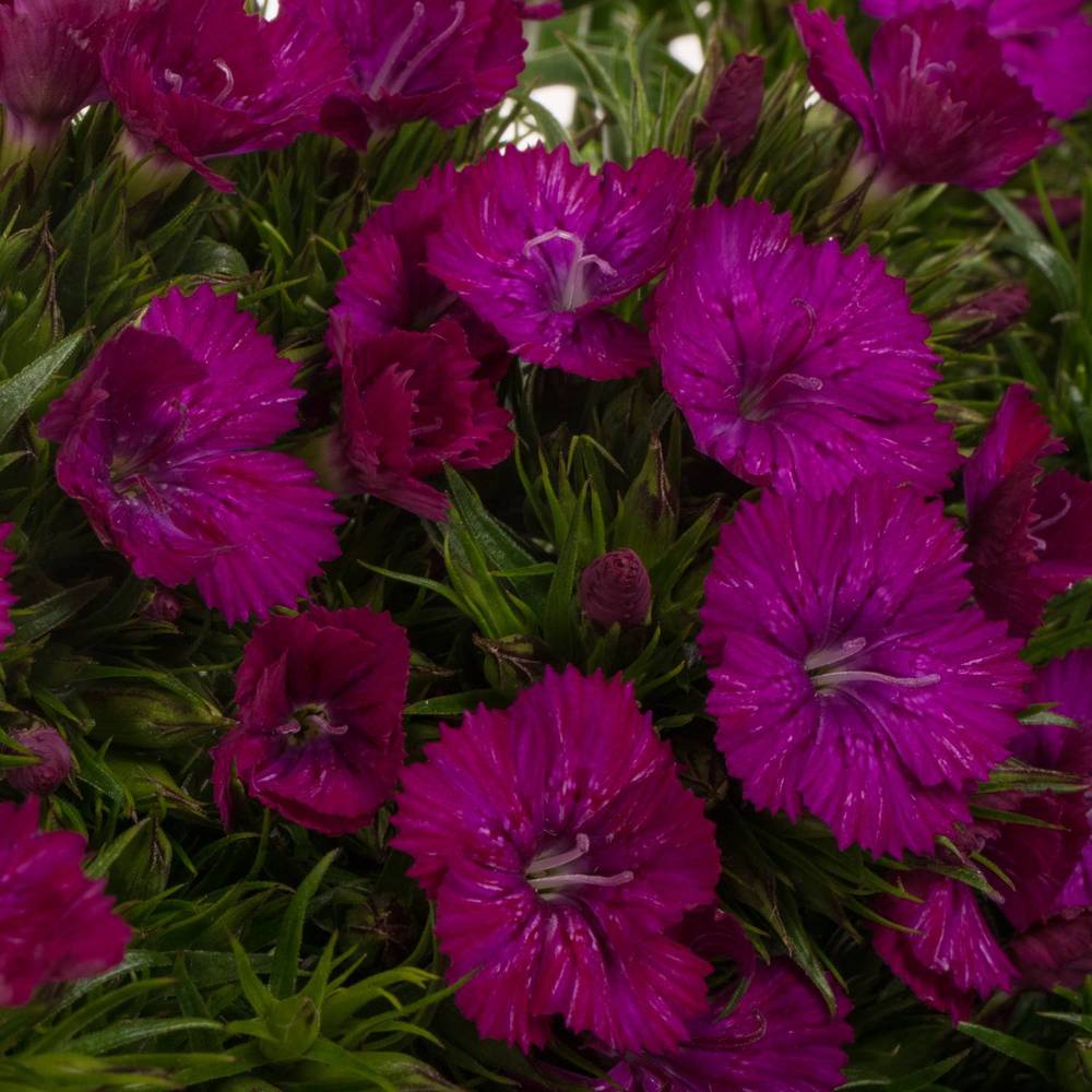 Bartnelke fuchsia Neon Purple 40cm