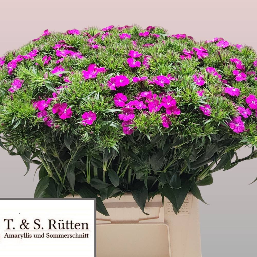 Bartnelke fuchsia Neon Purple 40cm