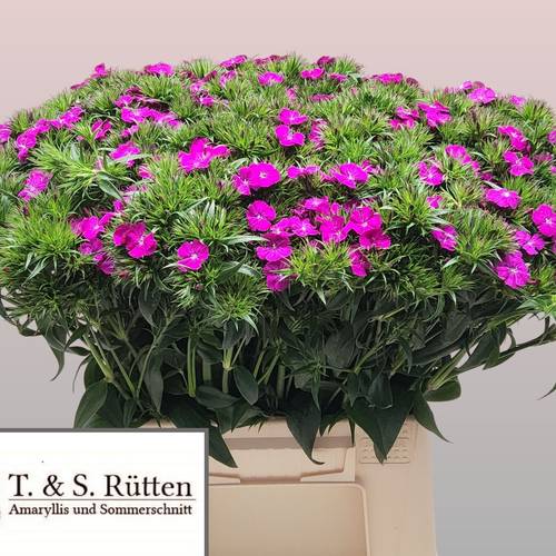 Bartnelke fuchsia Neon Purple 40cm
