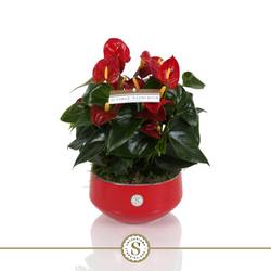 Anthurium rot schale im übertopf T17 H030