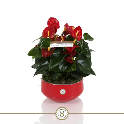 Anthurium rot schale im übertopf T17 H030