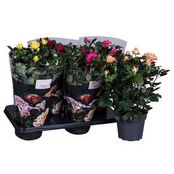 Rosa Patio mixT17 H45