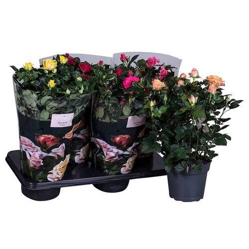 Rosa Patio mixT17 H45