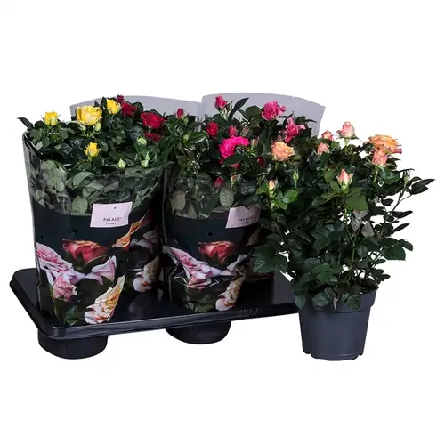 Rosa Patio mixT17 H45