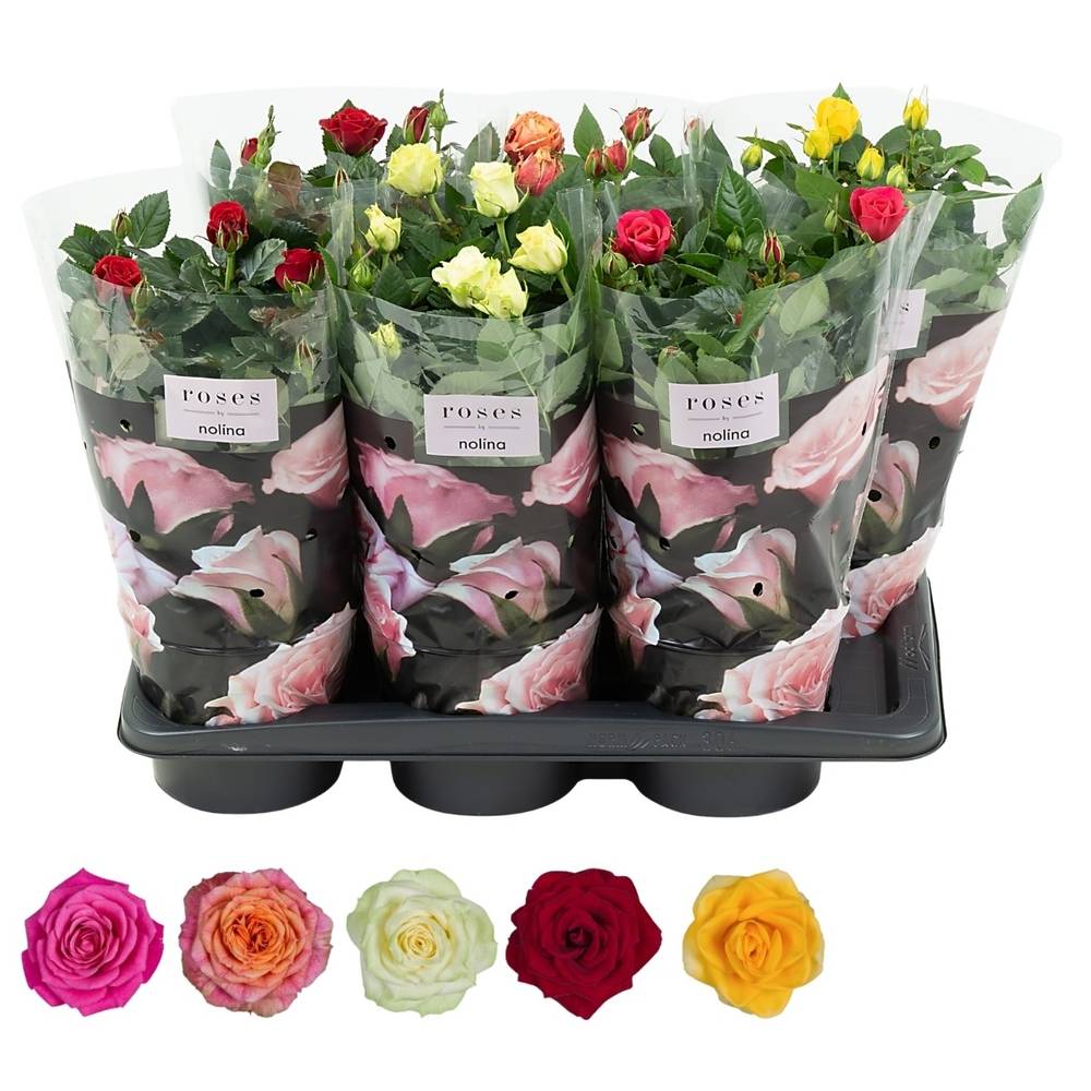 Rose Patio mix T17 H045