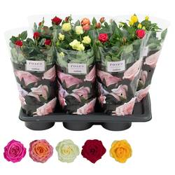 Rose Patio mix T17 H045