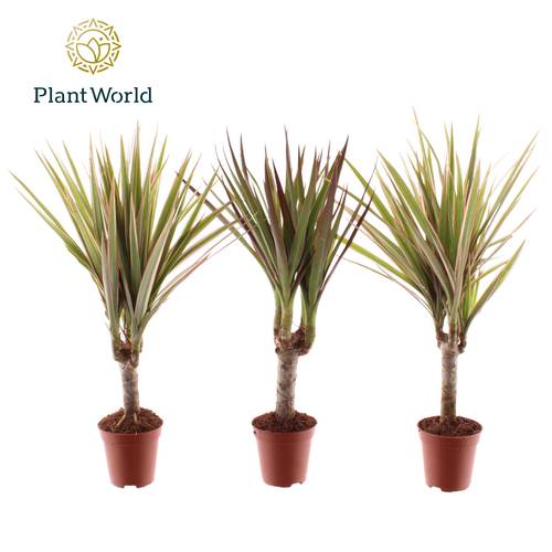 Dracaena 1er Tummy mix T05,5 H030