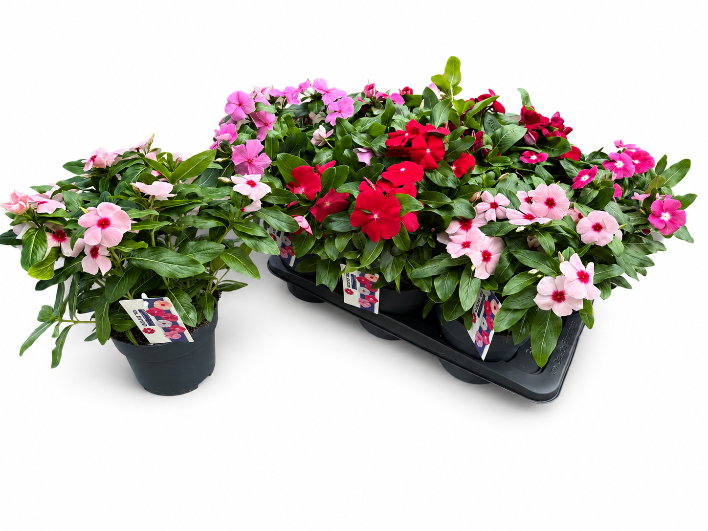Catharanthus mix T17 H030