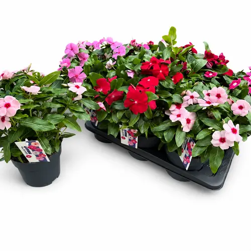 Catharanthus mix T17 H030