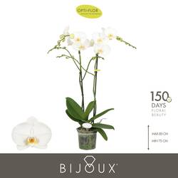 Phal.2-R weiss Bijoux T15 H080