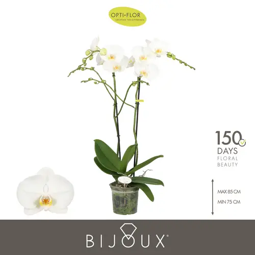 Phal.2-R weiss Bijoux T15 H080