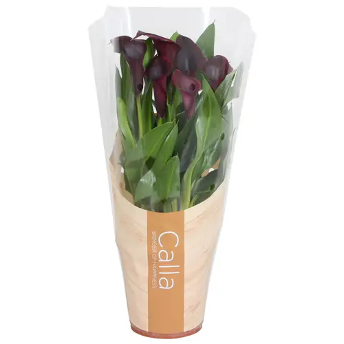 Calla schwarz 4+ T13 H040