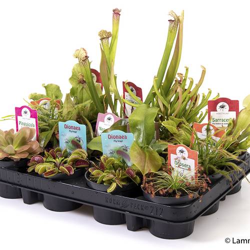 Carnivorous mix T09 H018