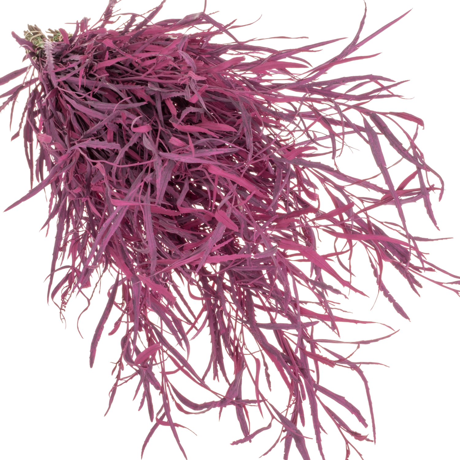 Grevilea dunkel rosa cerisce gefärbt Bündel