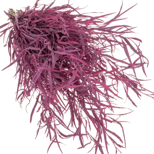 Grevilea dunkel rosa cerisce gefärbt Bündel