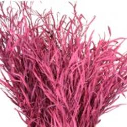 Grevilea cerisce gefärbt 70cm