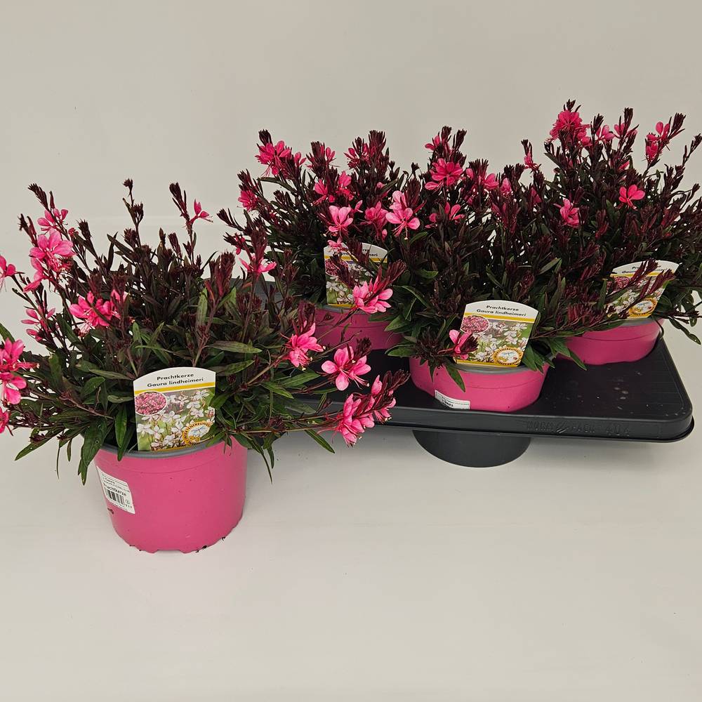 Gaura rosa Bellezza T17 H035