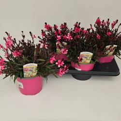 Gaura rosa Bellezza T17 H035