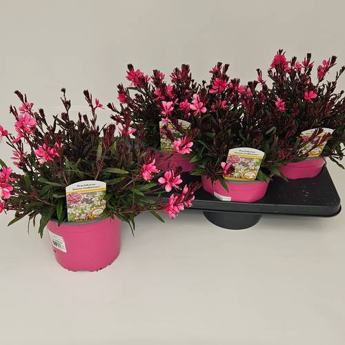 Gaura rosa Bellezza T17 H035