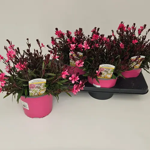 Gaura rosa Bellezza T17 H035
