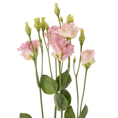 Lisianthus rosa Hanoi Alissa 5+Blüte 70cm