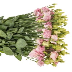 Lisianthus rosa Hanoi Alissa 5+Blüte 70cm