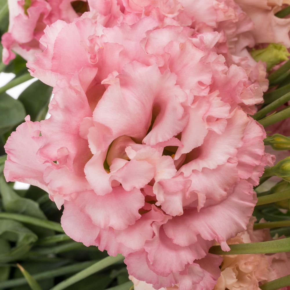 Lisianthus rosa Hanoi Alissa 5+Blüte 70cm