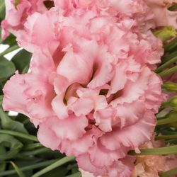 Lisianthus rosa Hanoi Alissa 5+Blüte 70cm