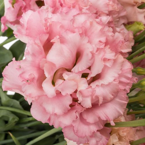 Lisianthus rosa Hanoi Alissa 5+Blüte 70cm